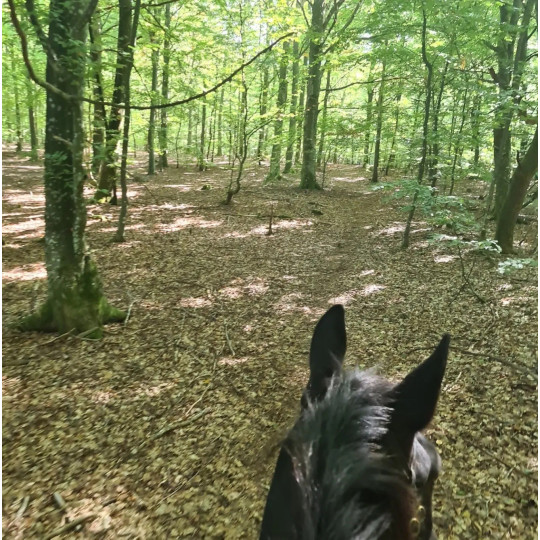 Mindfulness tur i skogen med häst