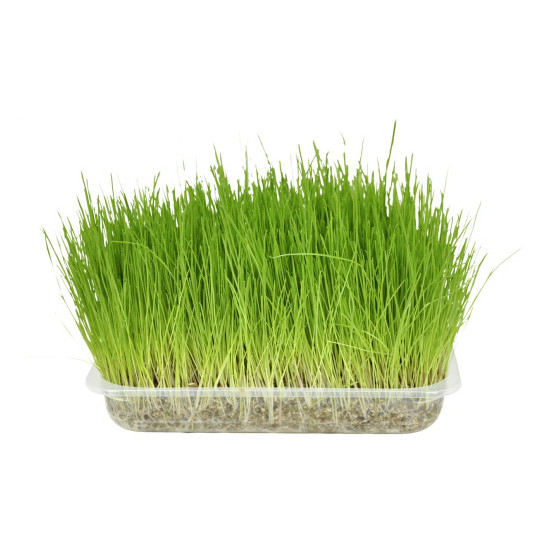 Kattgräs 100% naturligt gräs.